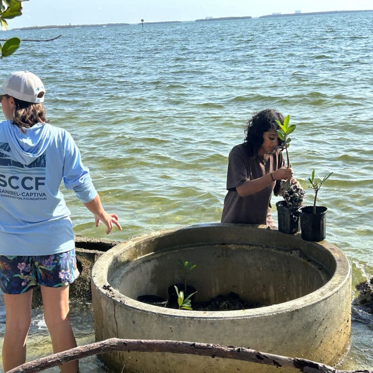 child and staff member planting mangroves