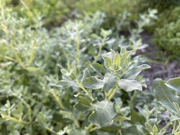 Atriplex Cristata 2 600