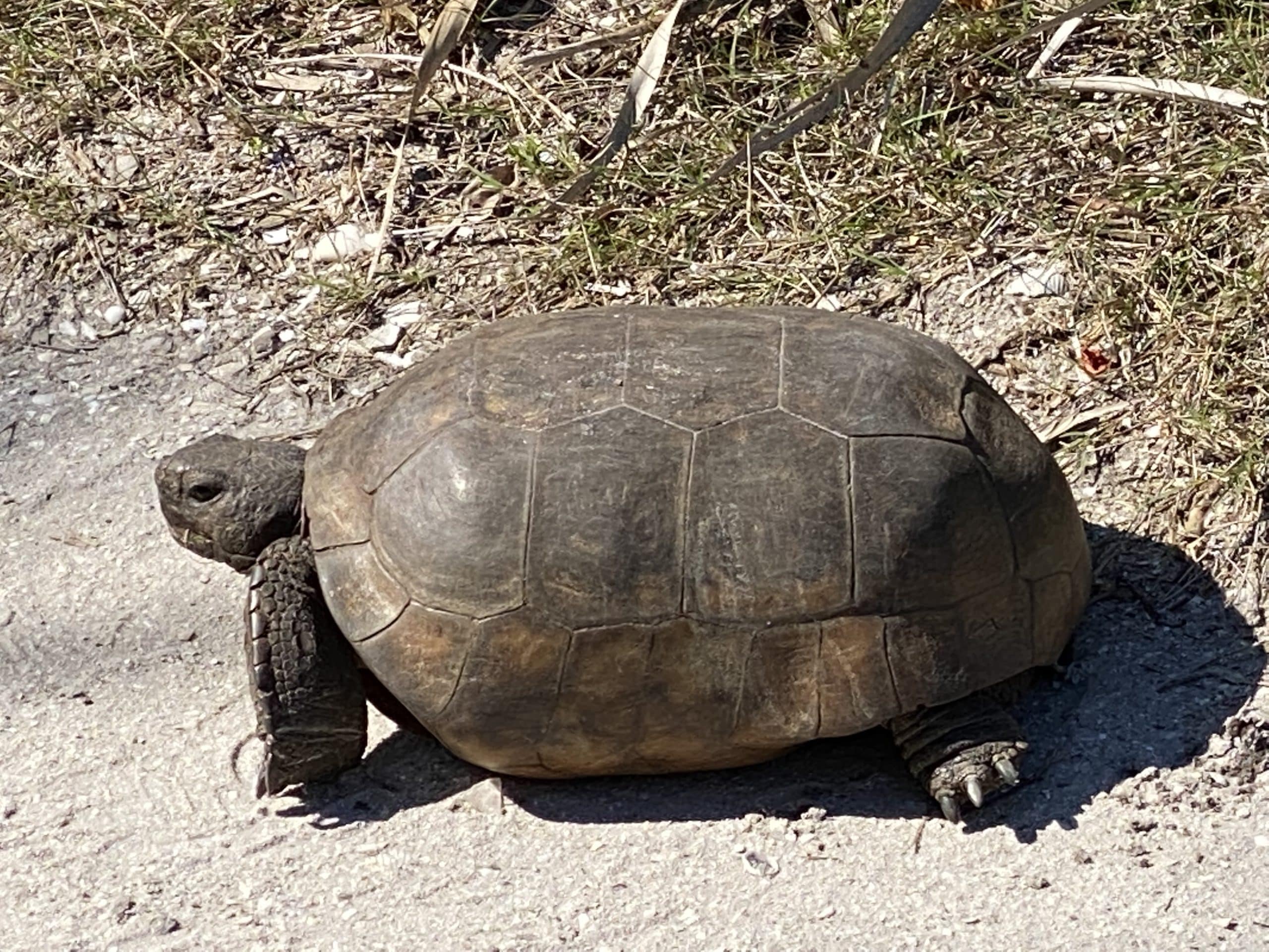 Gopher Tortoise