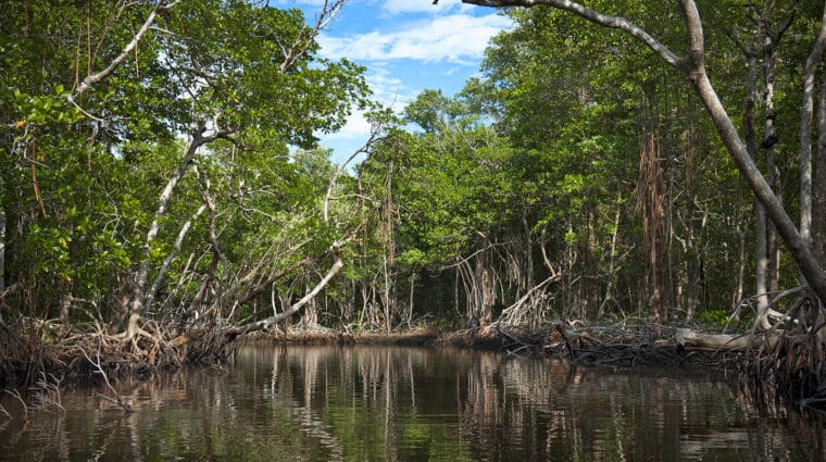 mangroves