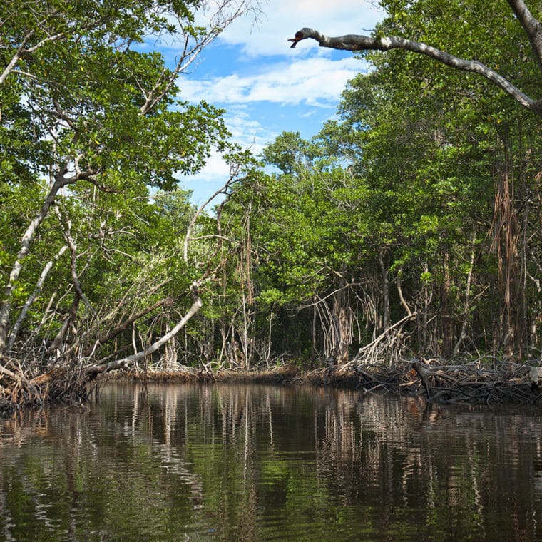 mangroves