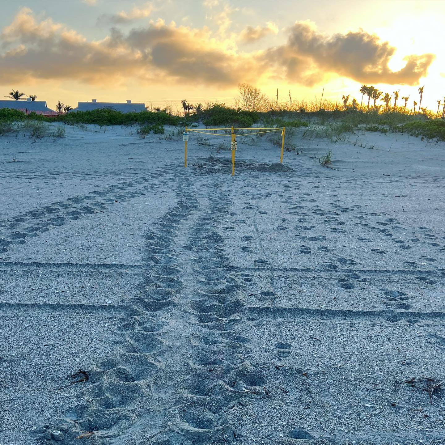 First Sea Turtle Nest Earth Day