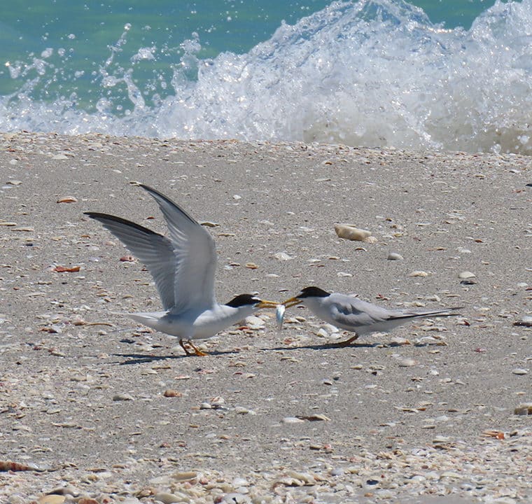 least terns