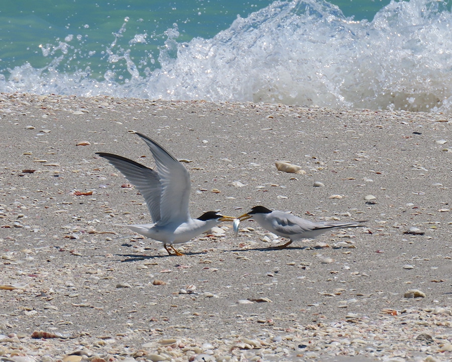 least terns