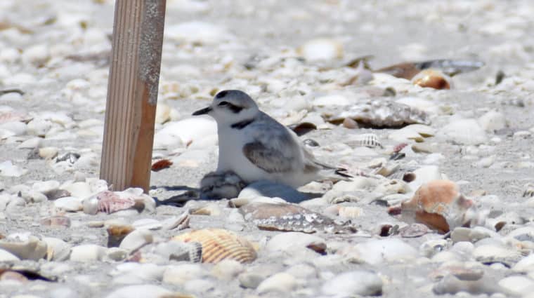 snowy plover with chicks