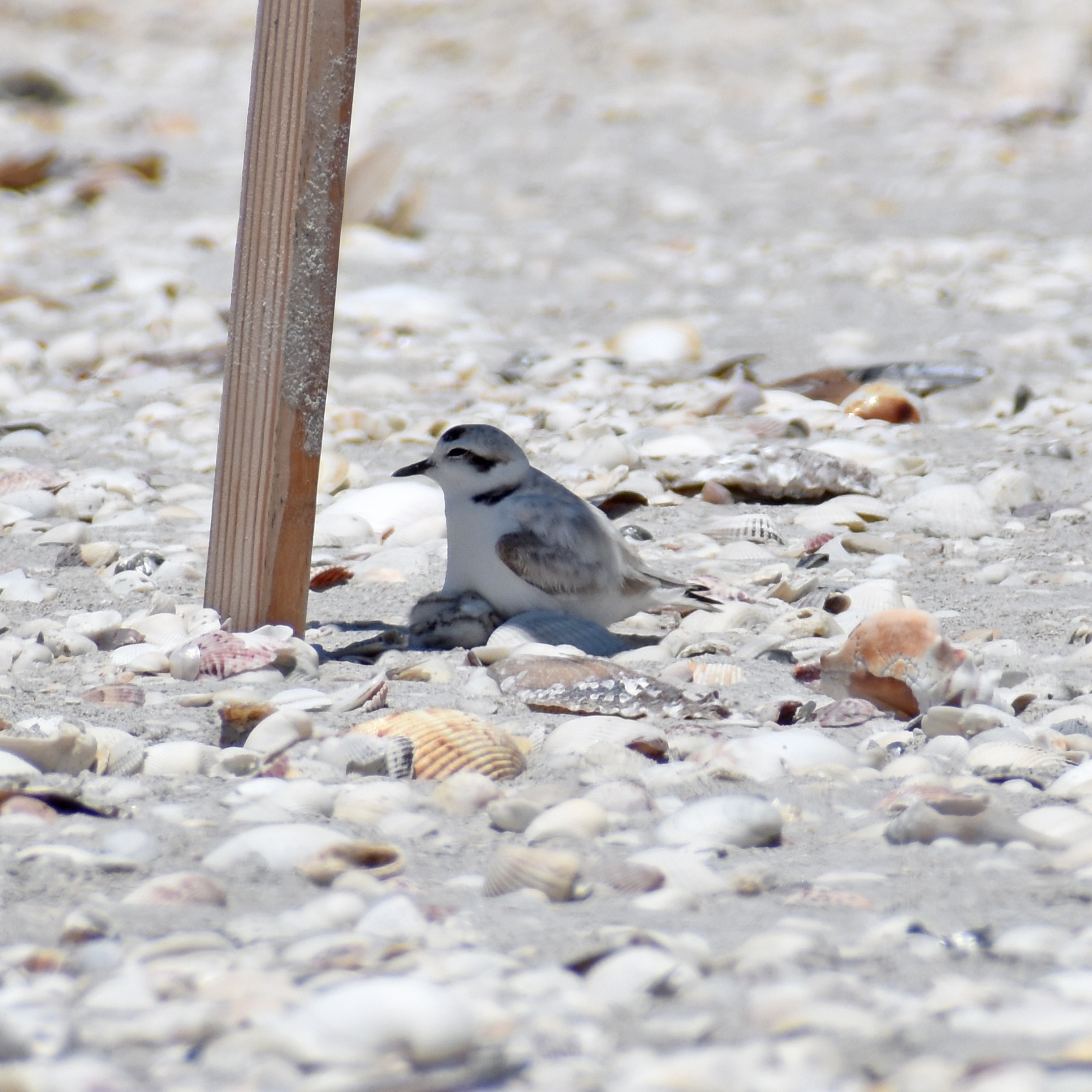 snowy plover with chicks