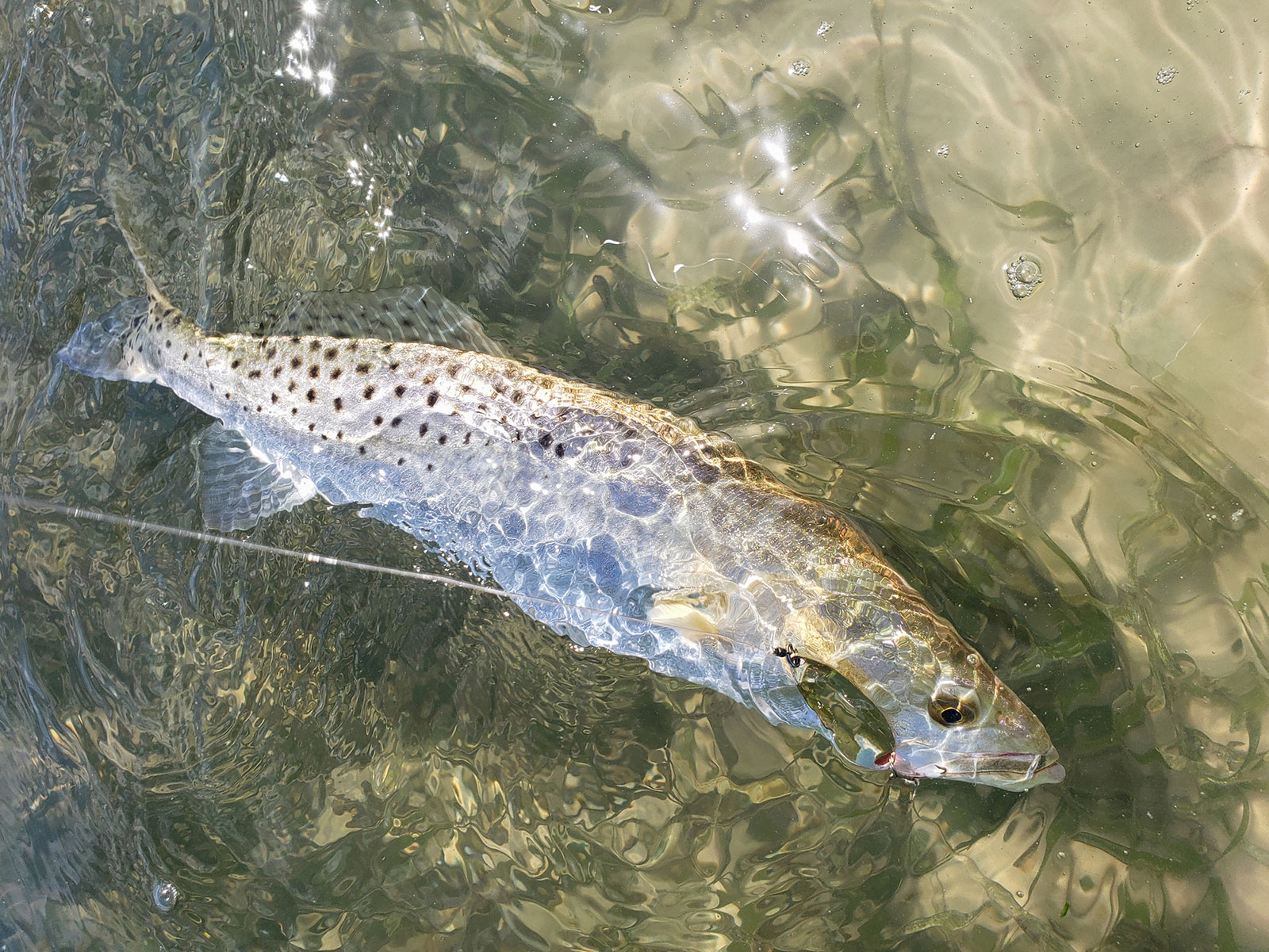 Seatrout