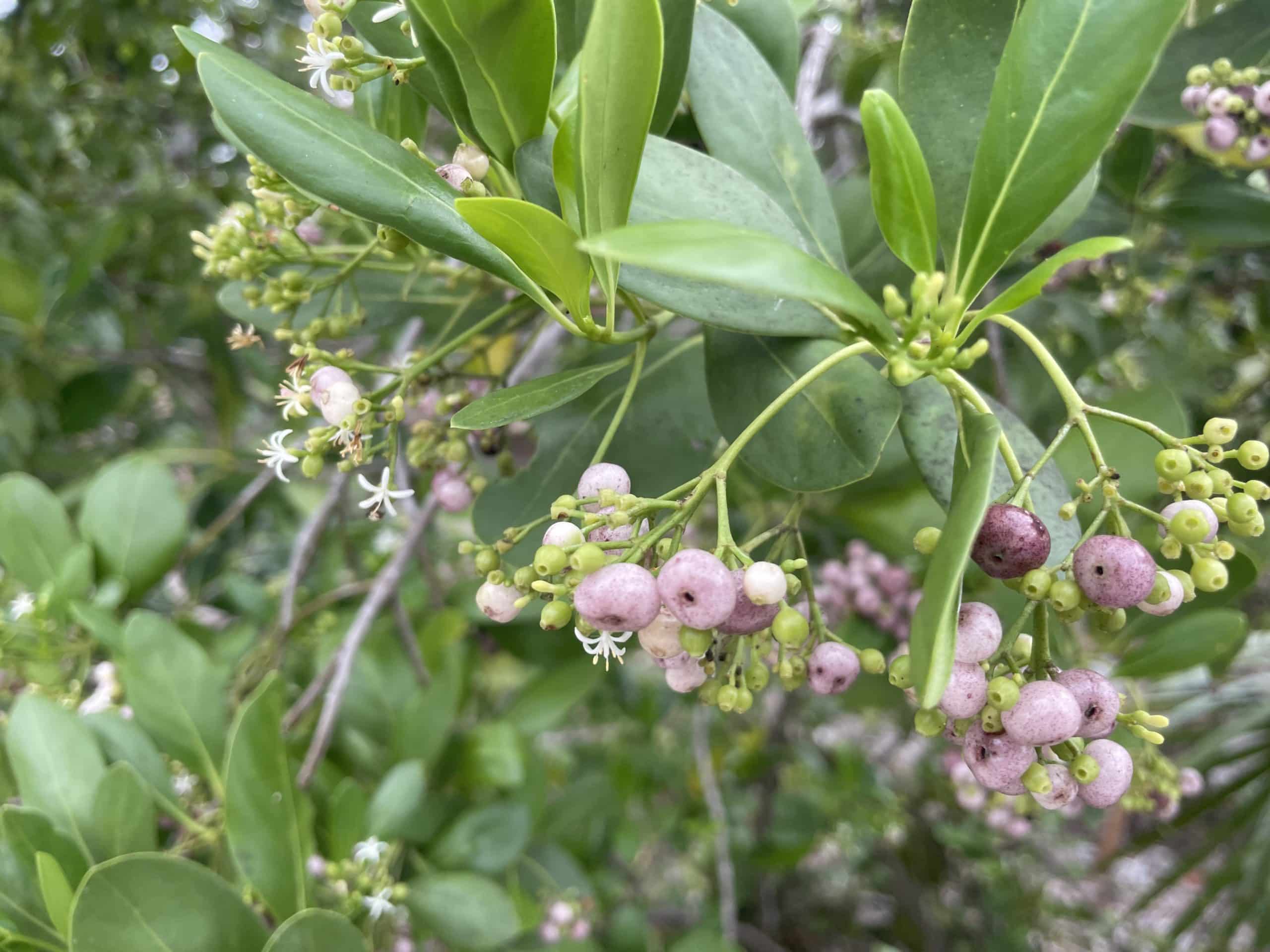 black torch flowering with berries