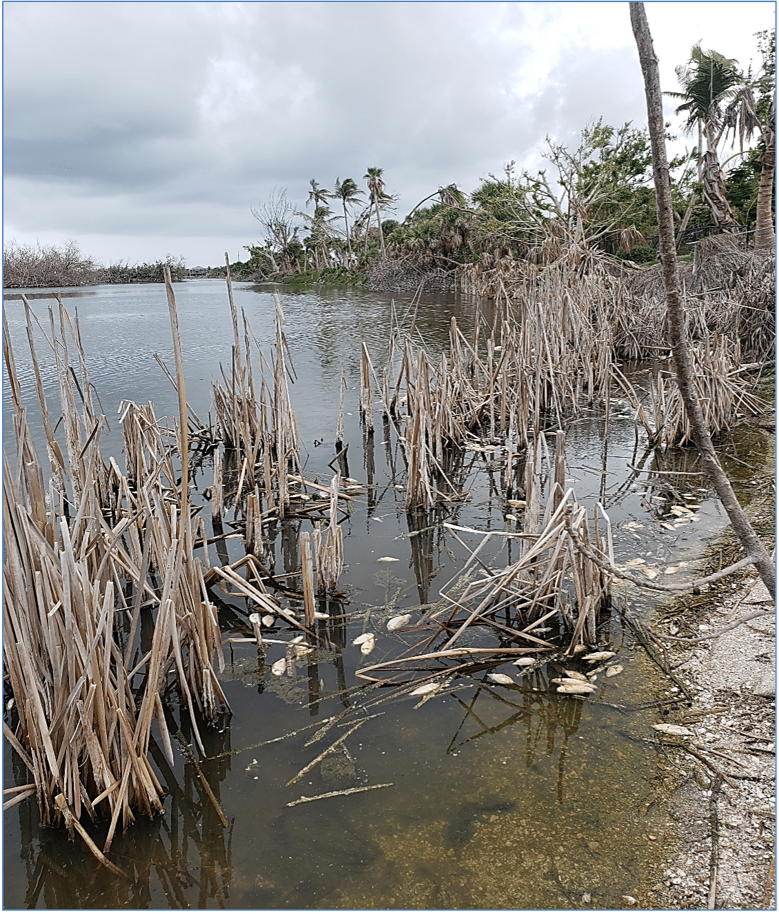 dead fish in Sanibel Lake