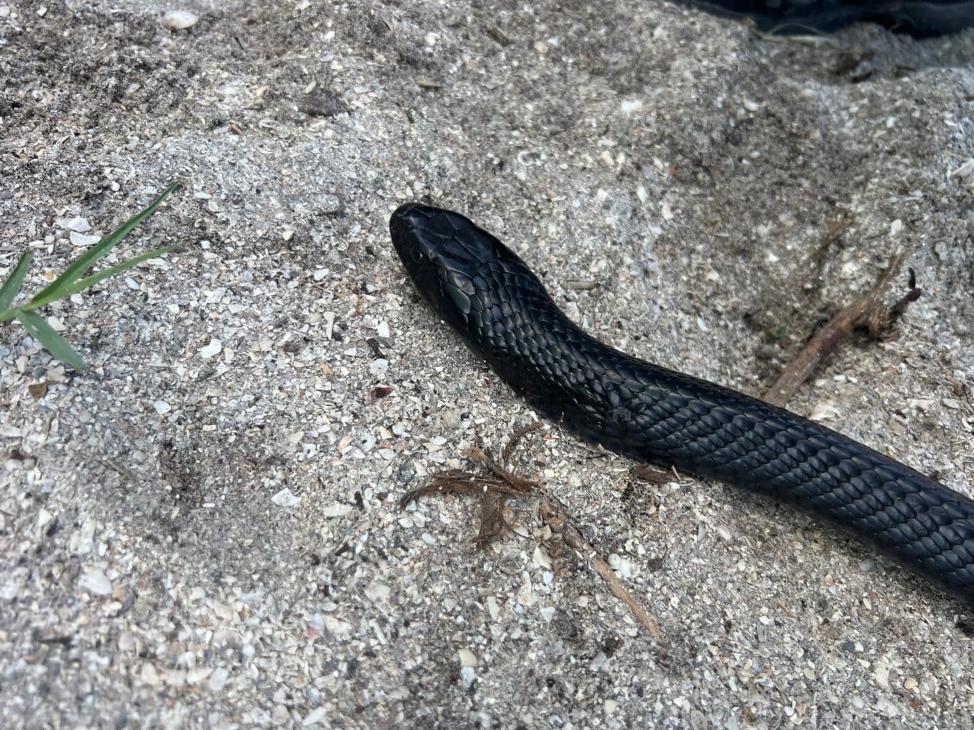 eastern indigo snake
