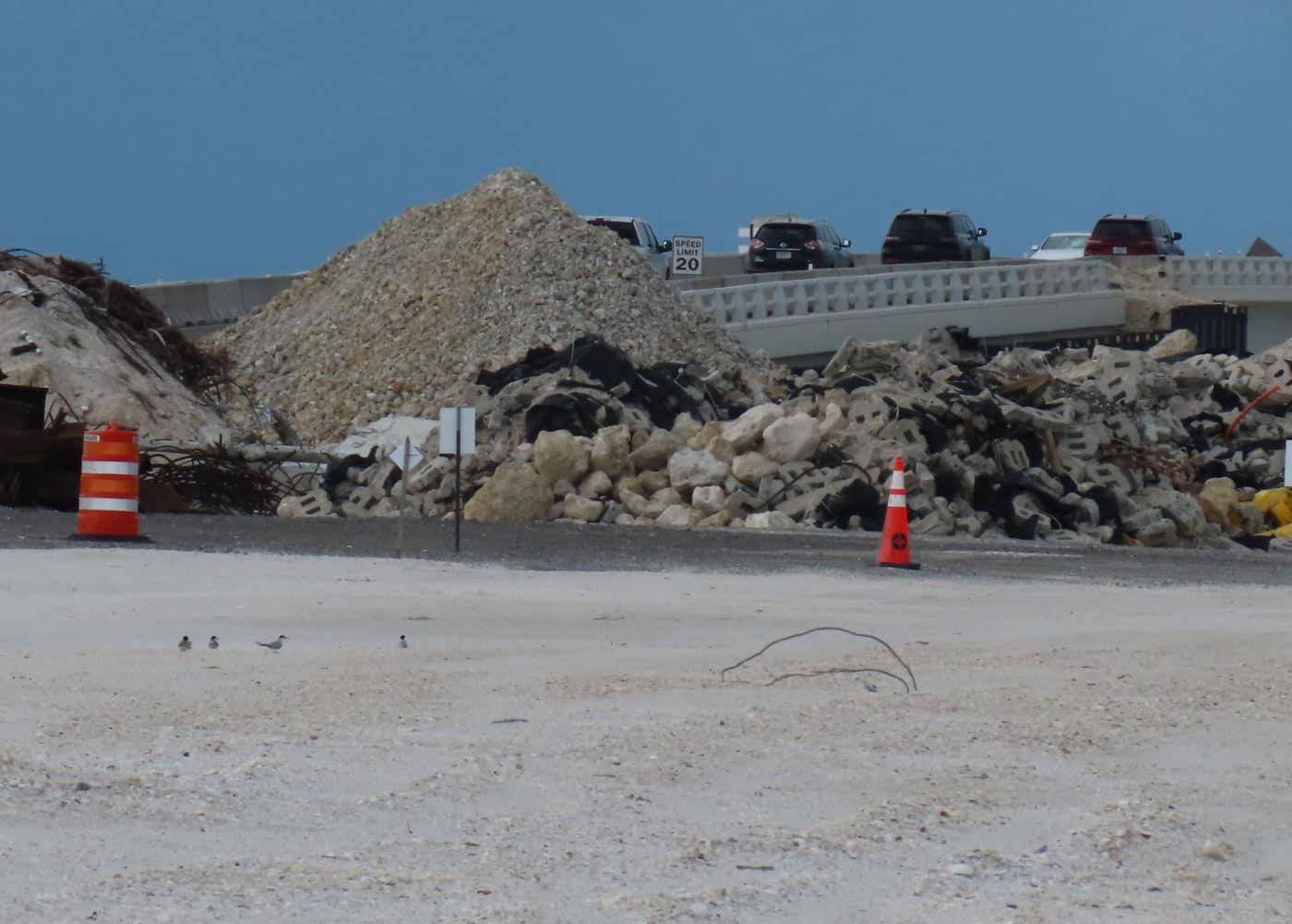 least terns by causeway