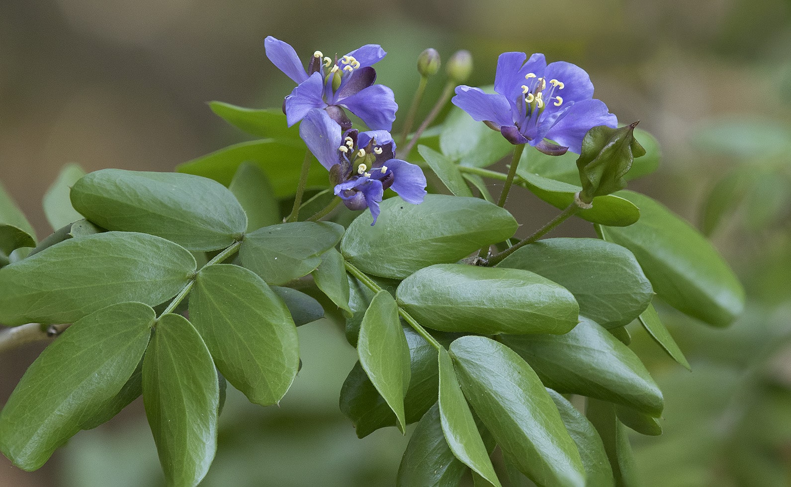 Lignumvitae Flowers