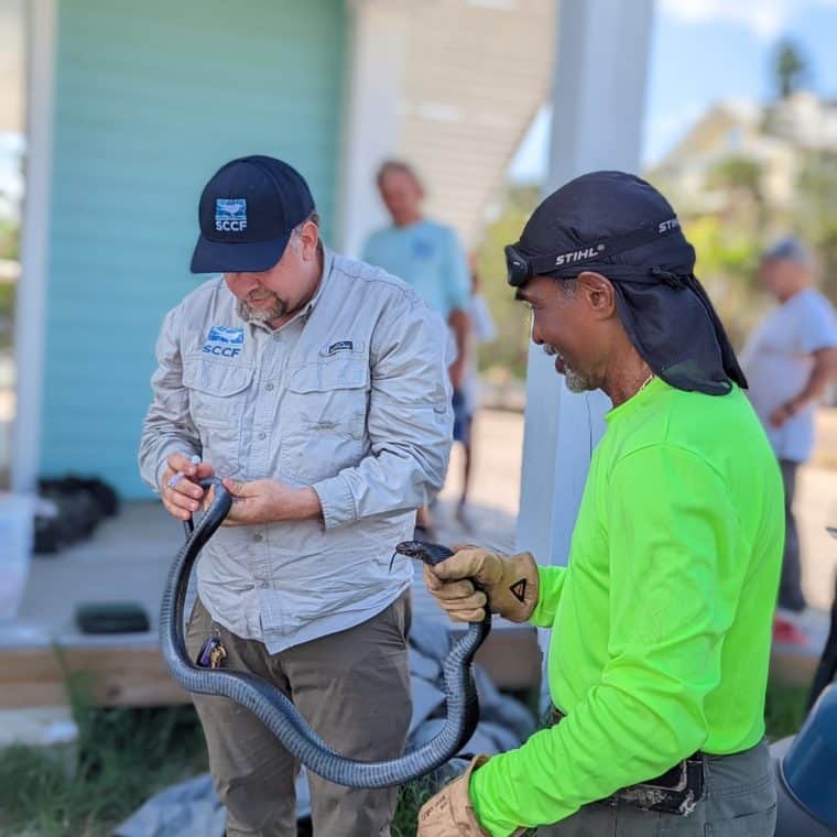 eastern indigo snake
