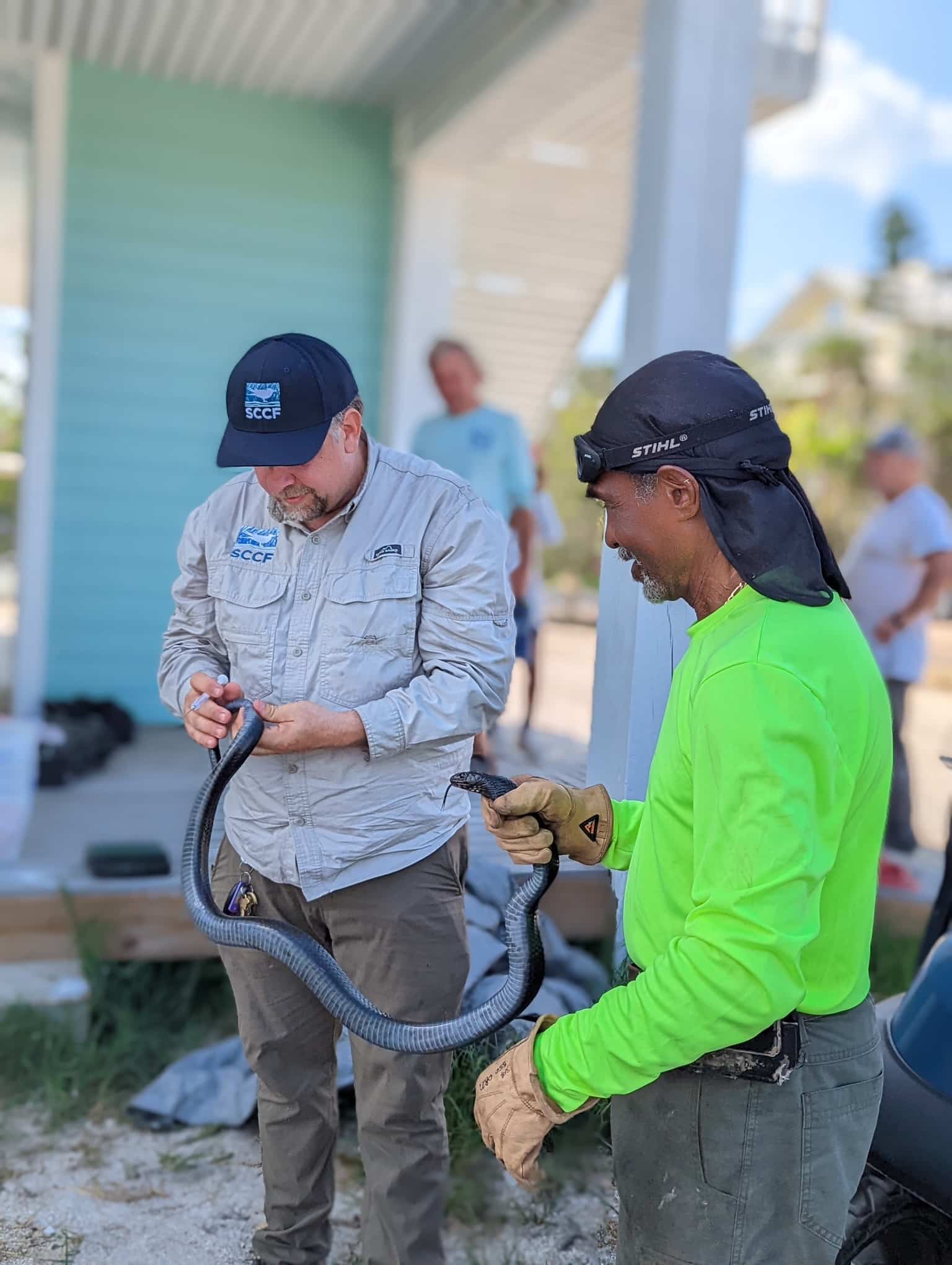 eastern indigo snake