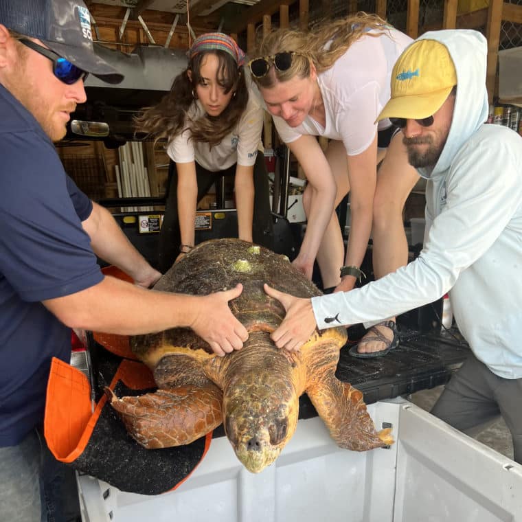 Sea turtle being rescued