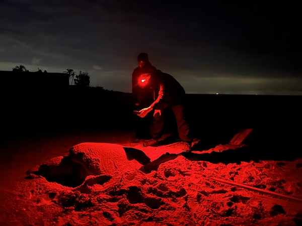nighttime sea turtle tagging