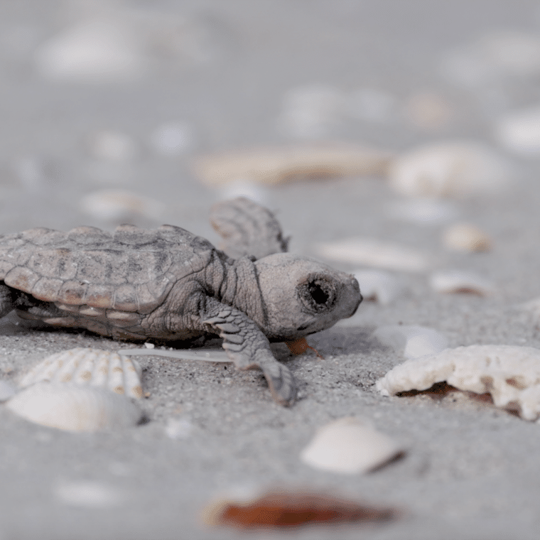 sea turtle hatchling