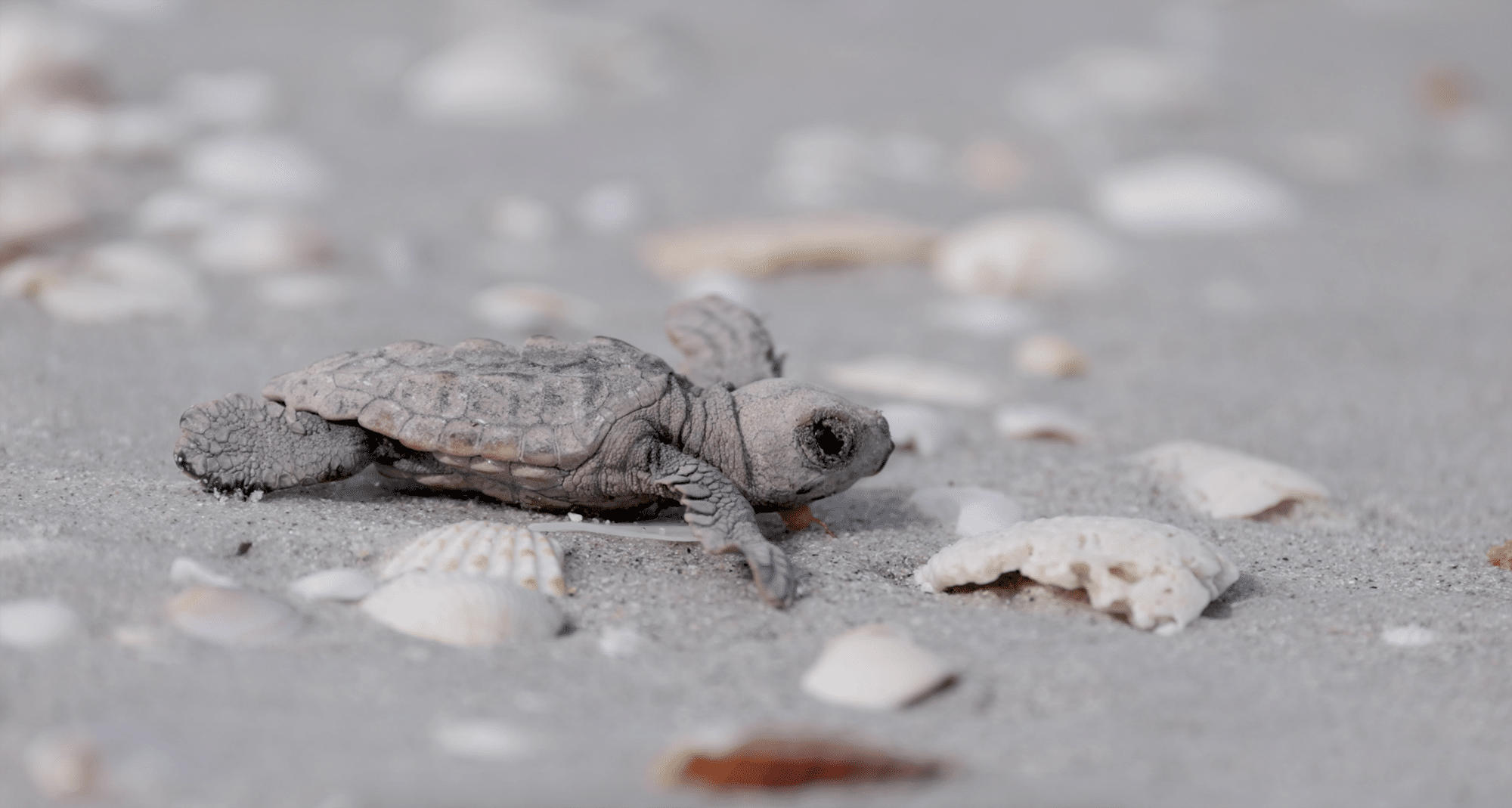 sea turtle hatchling