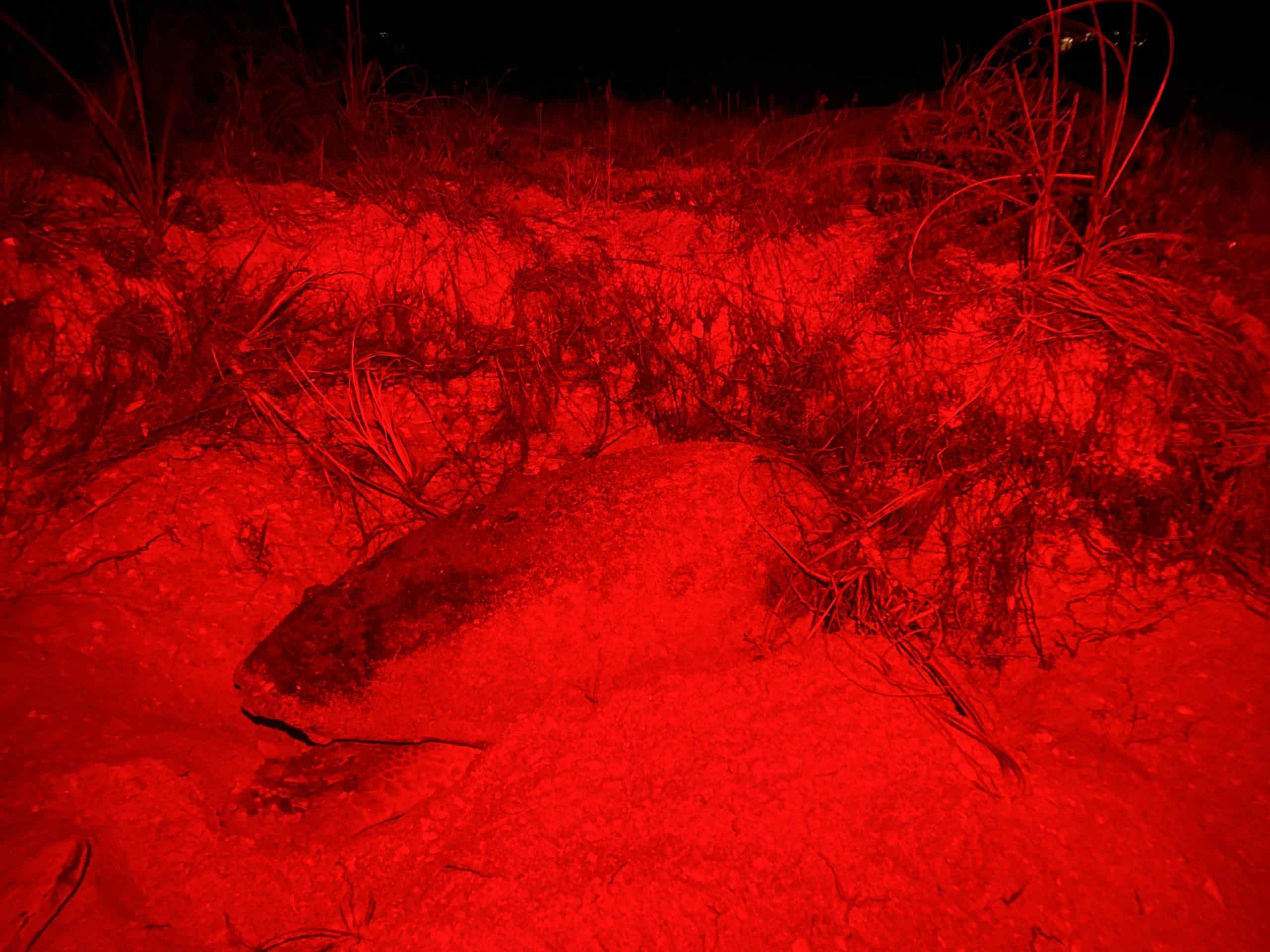 nubbins the sea turtle