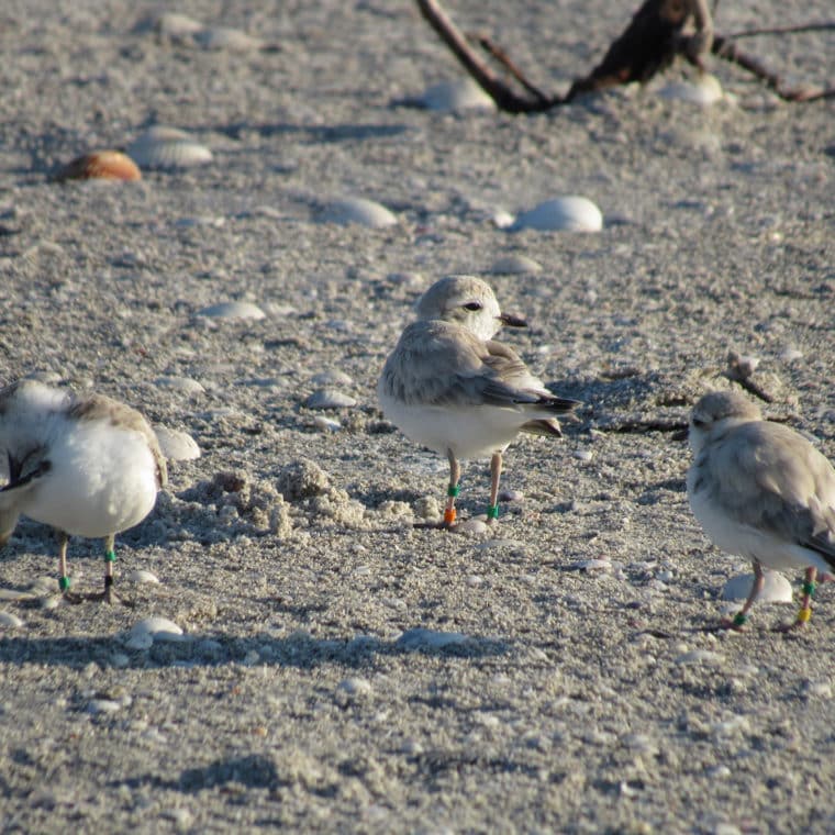 snowy plovers