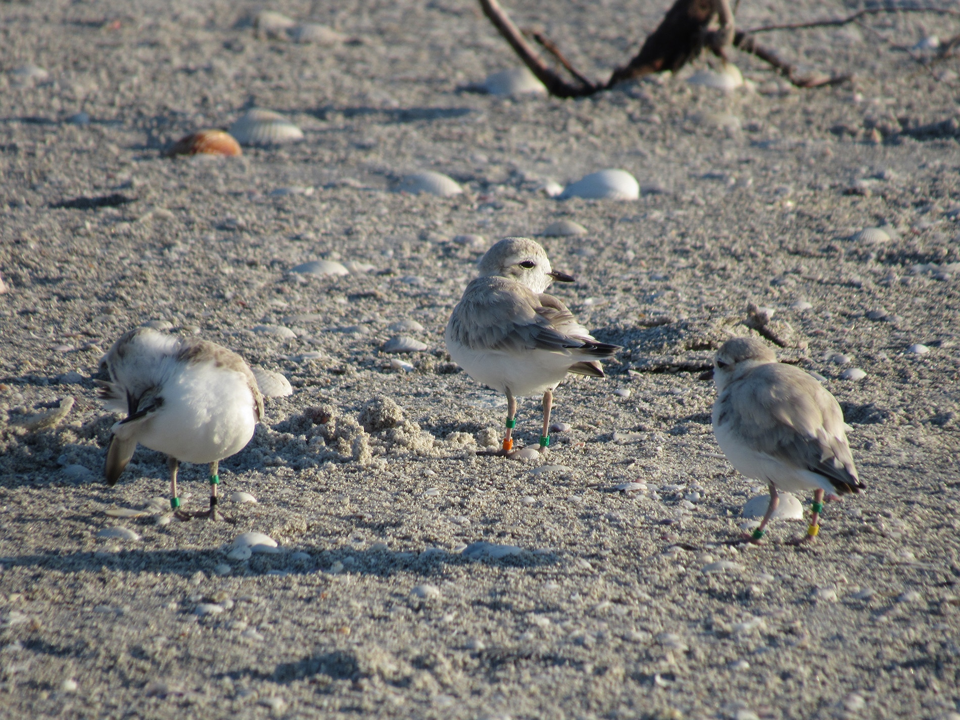snowy plovers