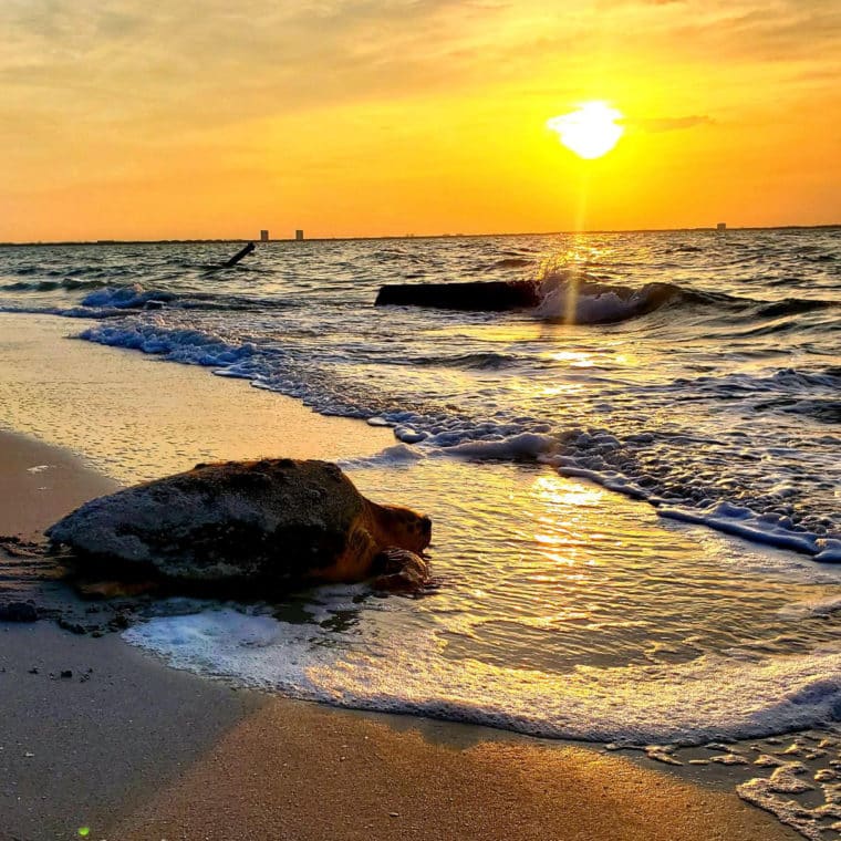 sea turtle returning to ocean