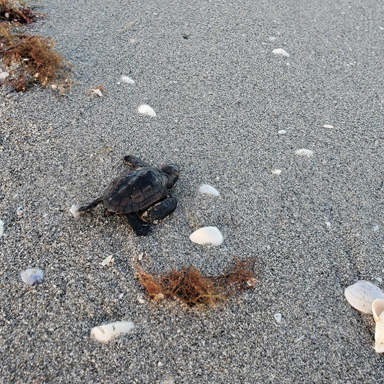sea turtle hatchling heading to sea