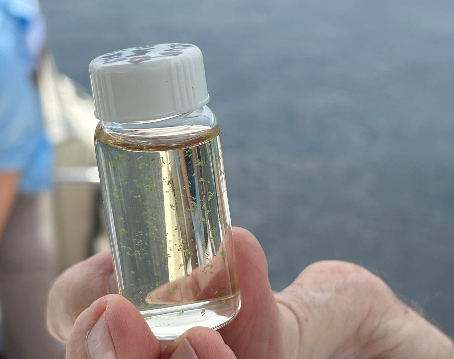 water sample with algae