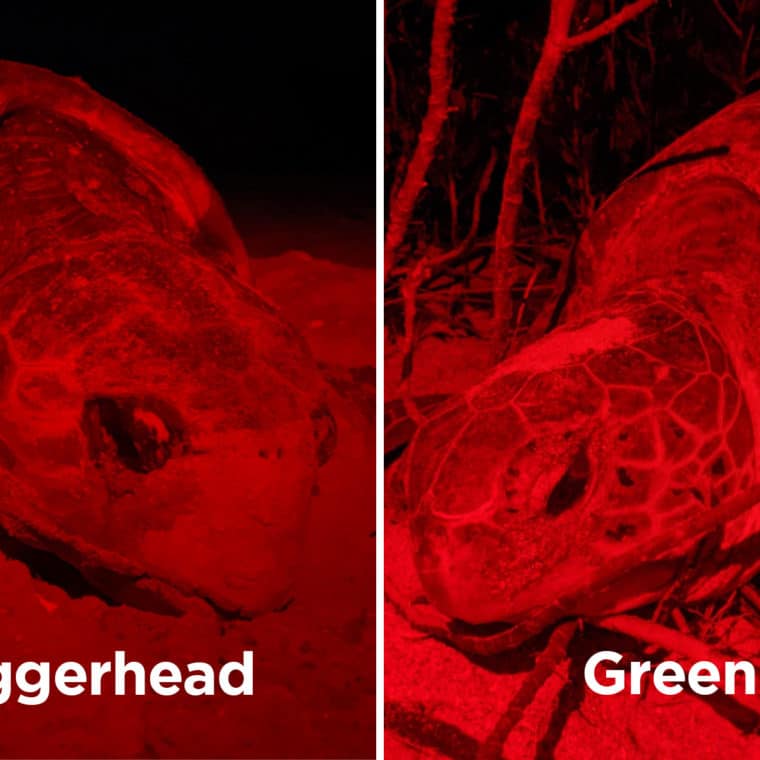 loggerhead vs green sea turtle