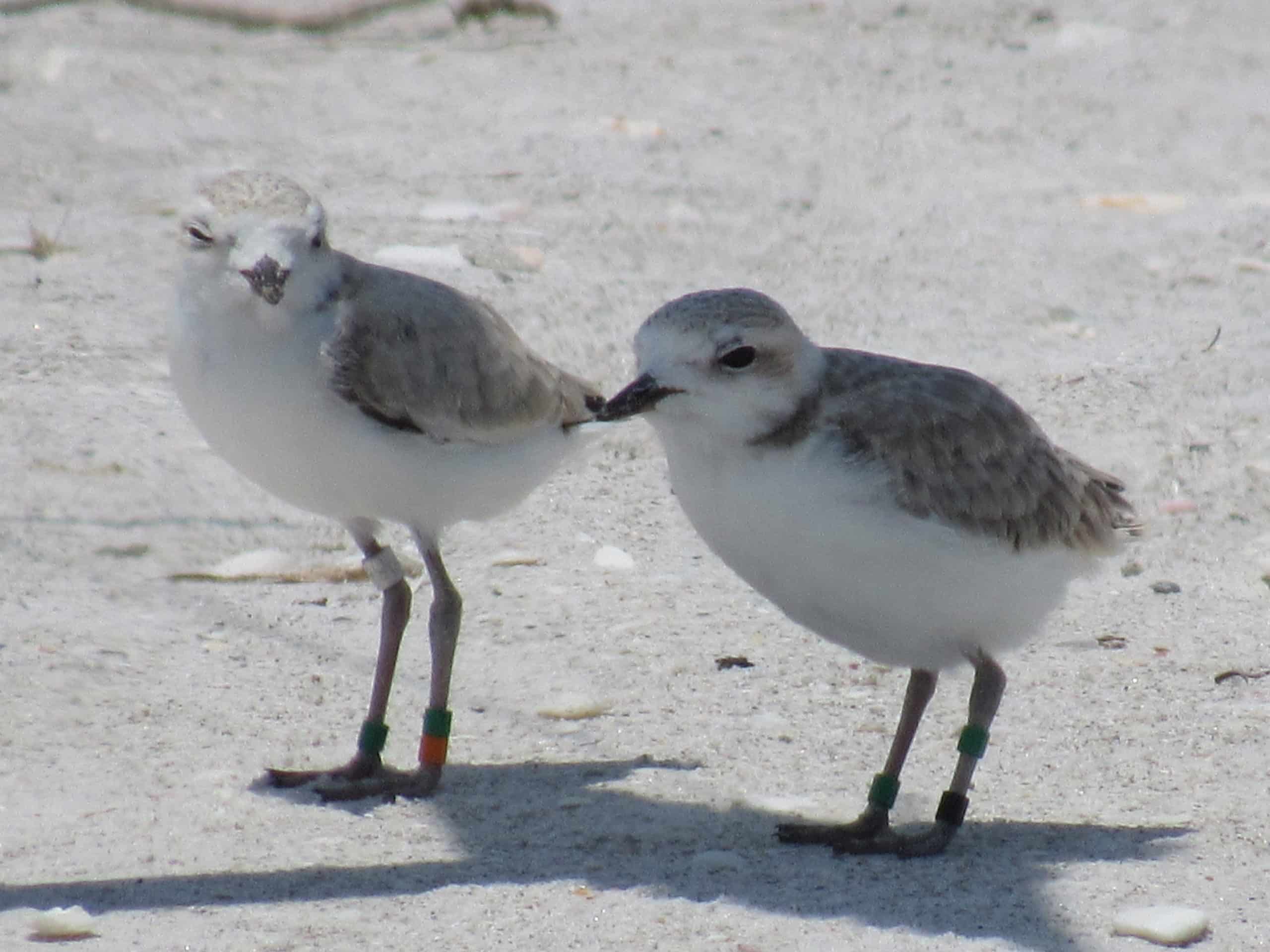 snowy plover fledglings