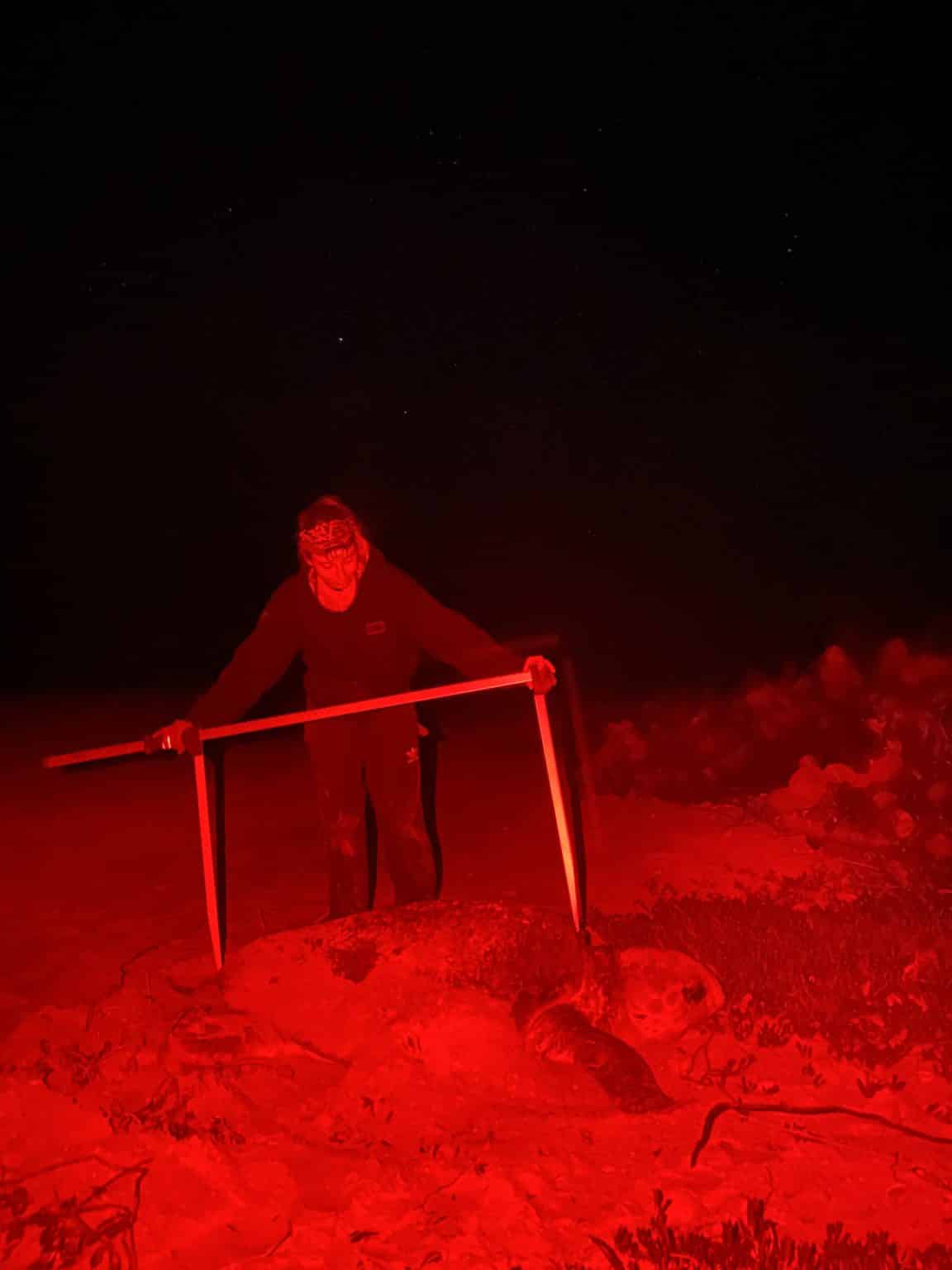 measuring sea turtle at night