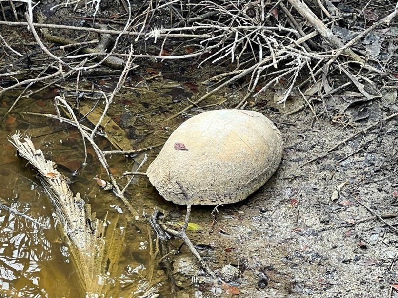 cooter on shore of high salinity pond