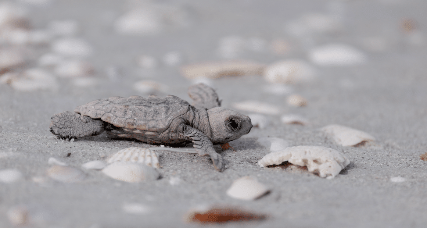 sea turtle hatchling