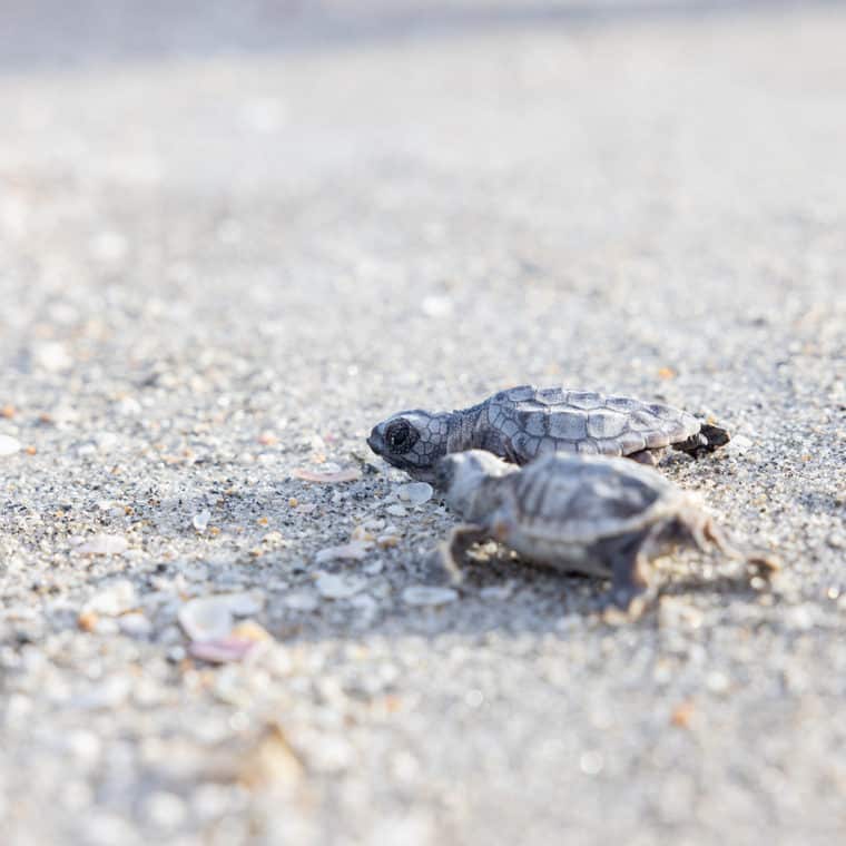 sea turtle hatchlings