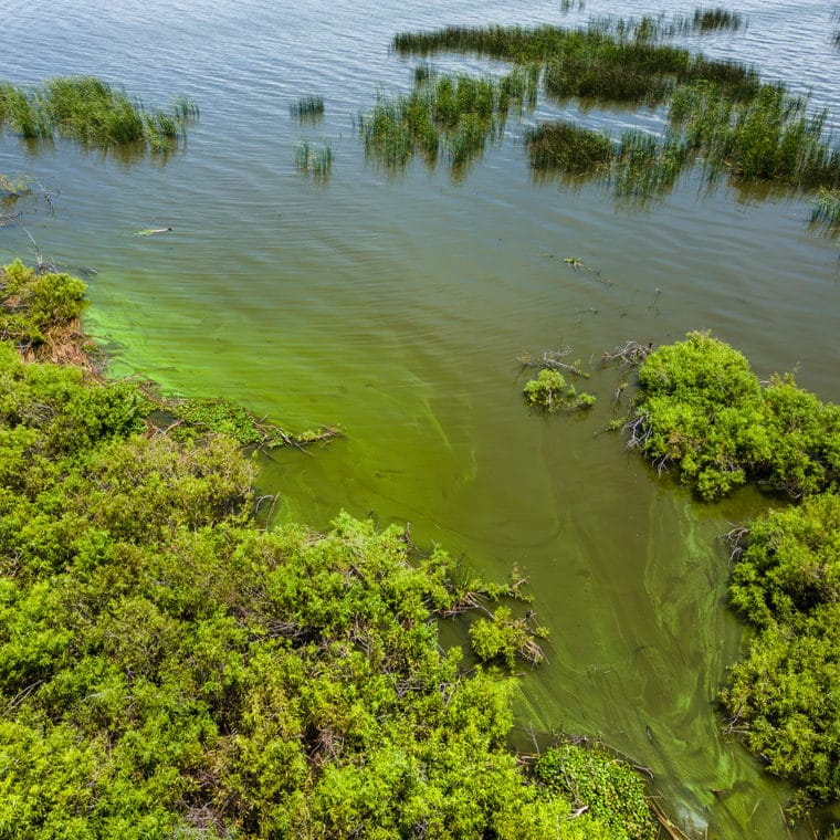 lake okeechobee rainy season algal blooms