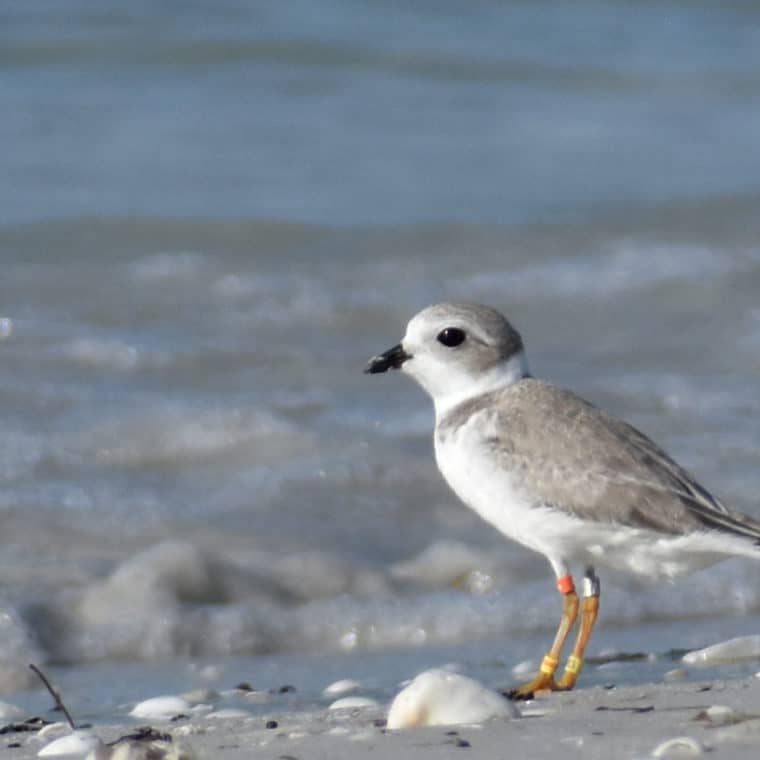 piping plover