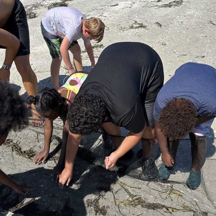 a chance to sea sanibel sea school