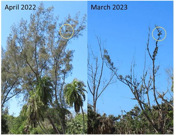 swallow-tailed kite nest comparison