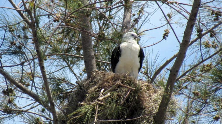 swallow-tailed kite on nest