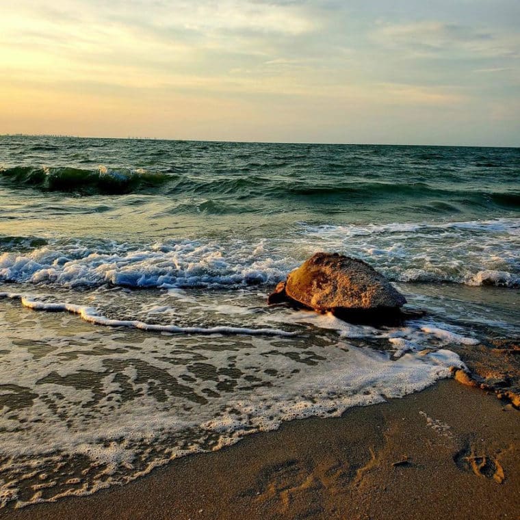 sea turtle on sanibel