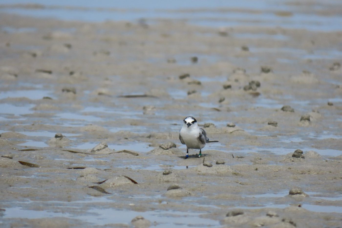 banded least tern on beach.