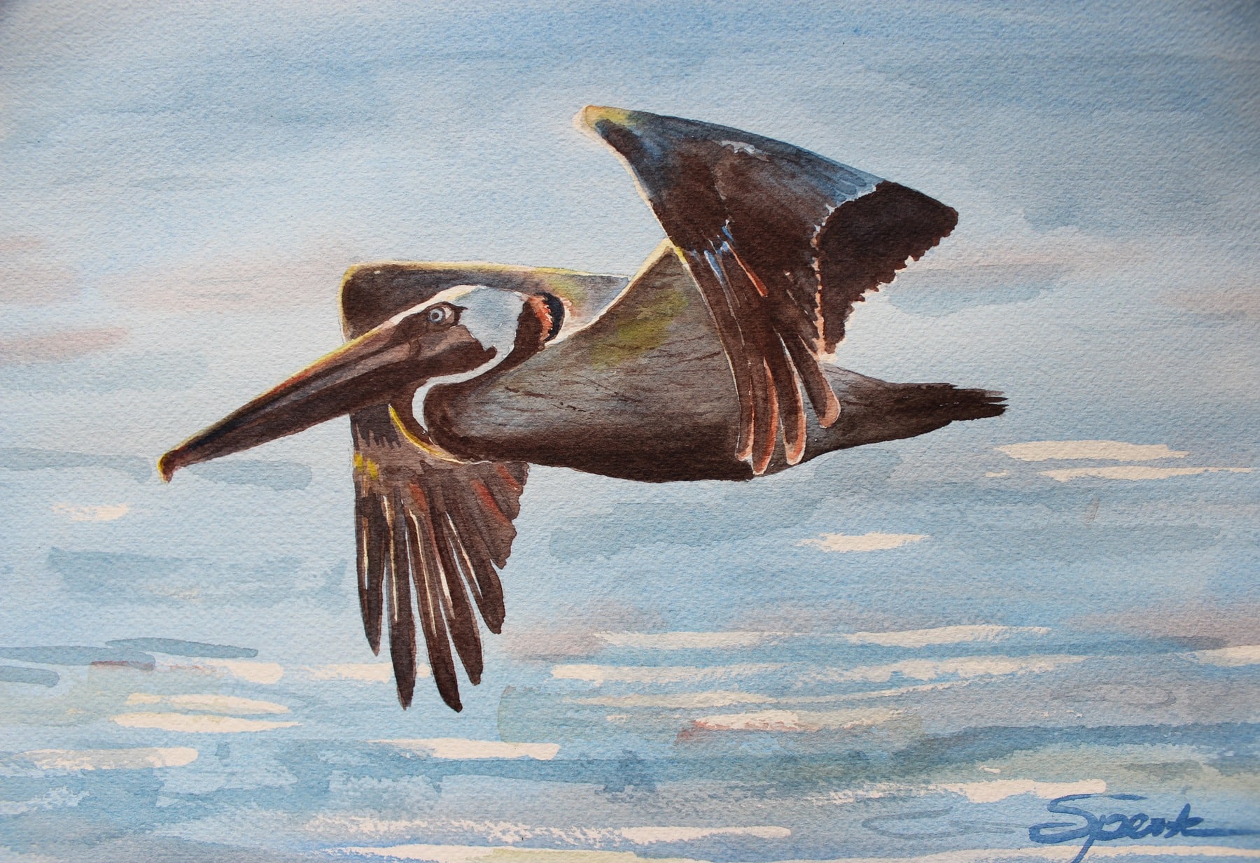 Brown Pelican In Flight Nancy Sperte 1800