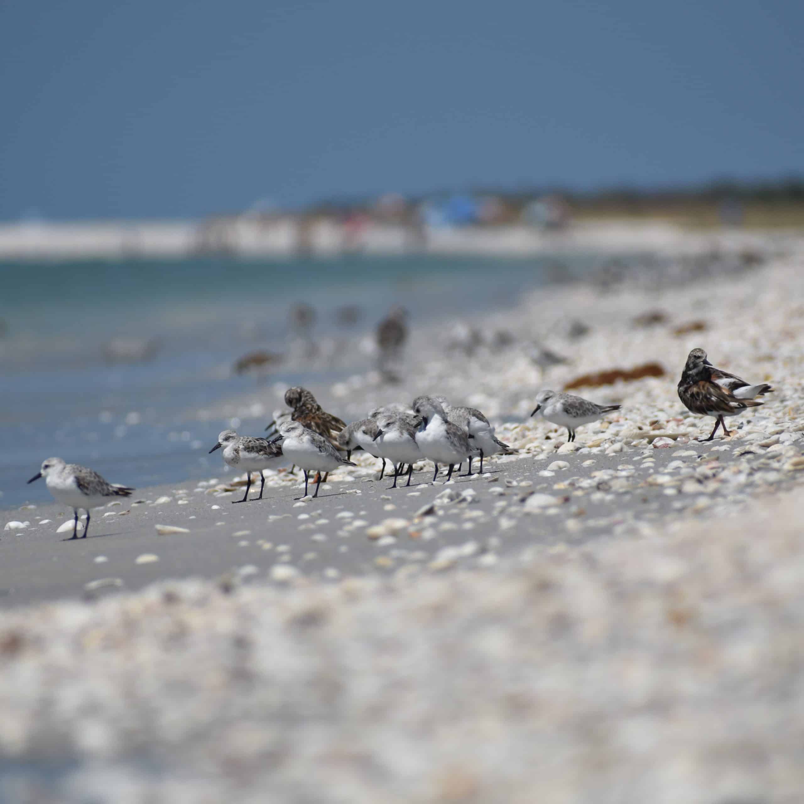 mixed shorebird flock