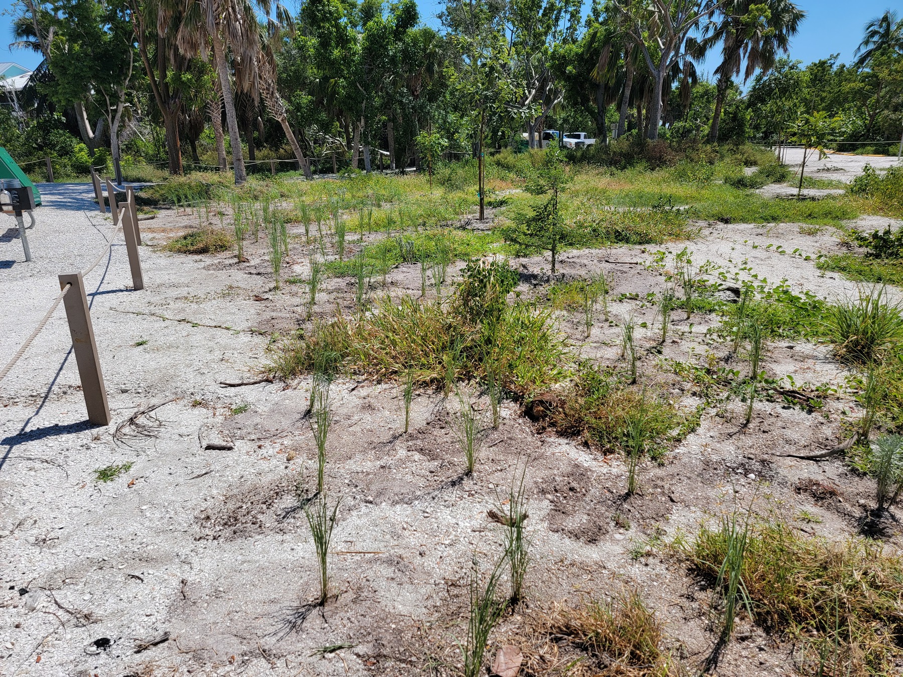 City Planting 3 1800