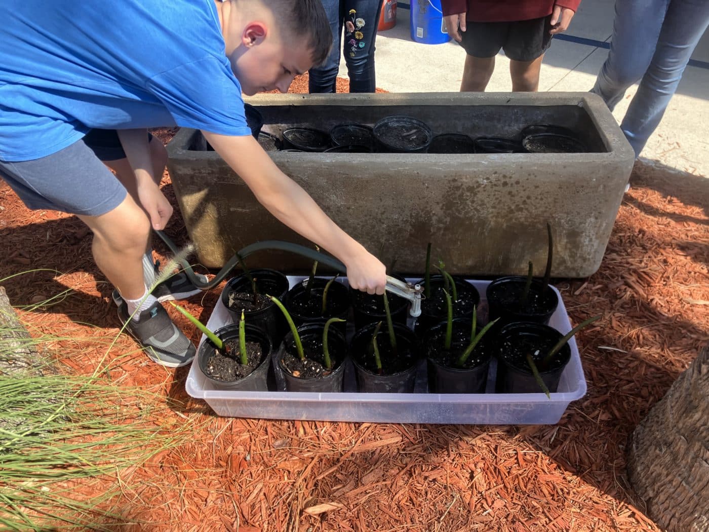 child planting mangrove propagules