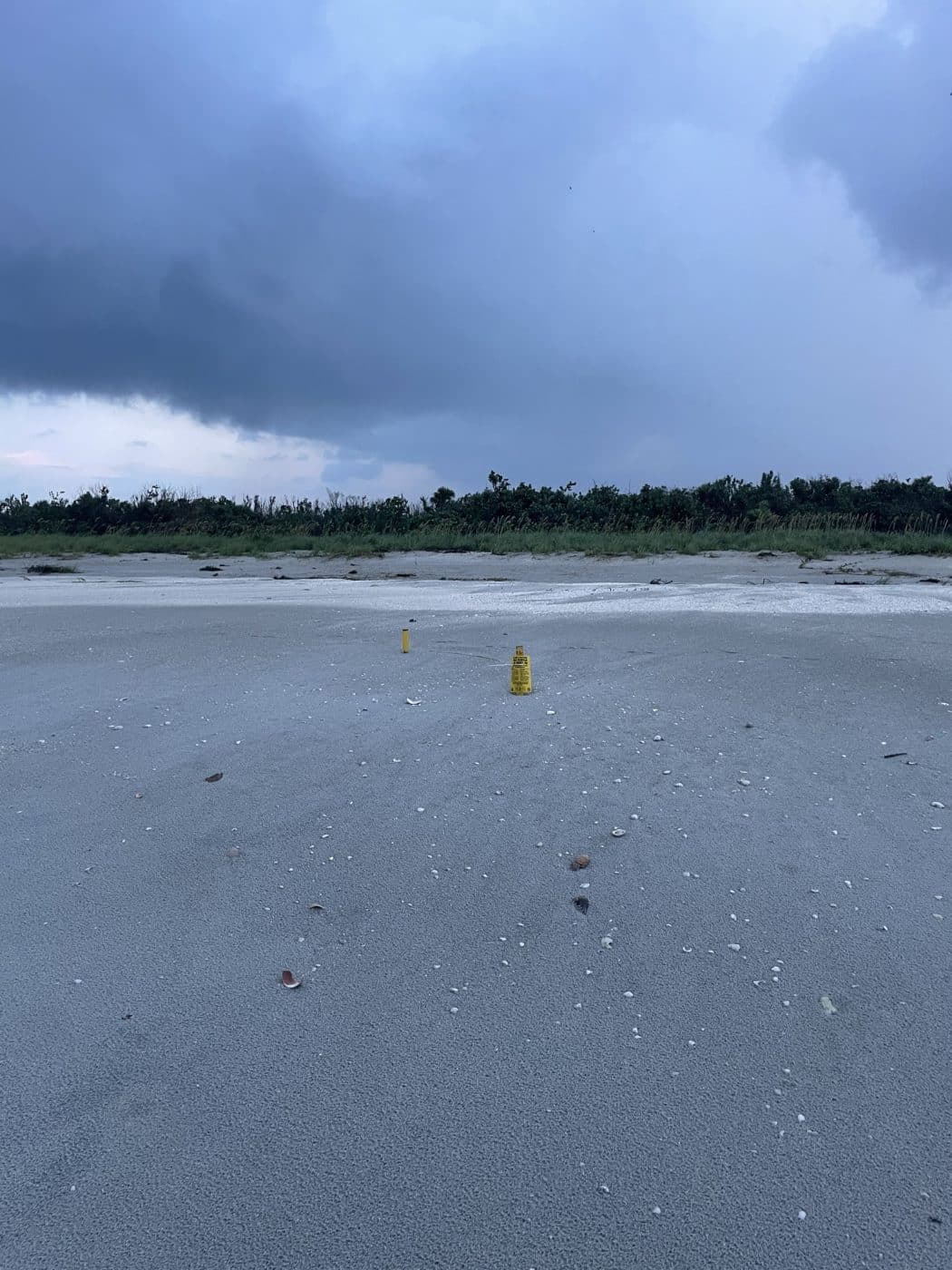 buried sea turtle nest after idalia
