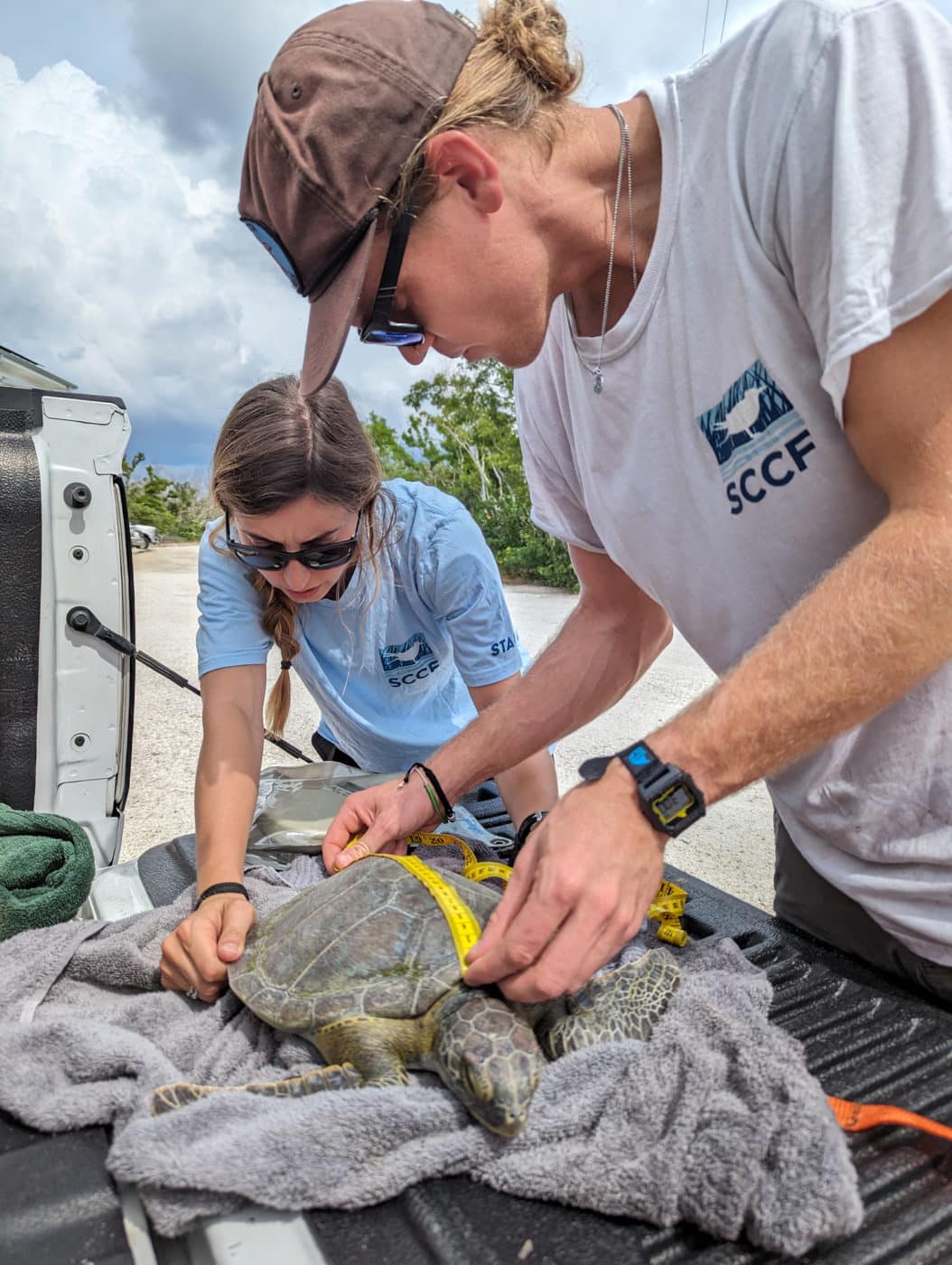 SCCF staff rescuing a green sea turtle