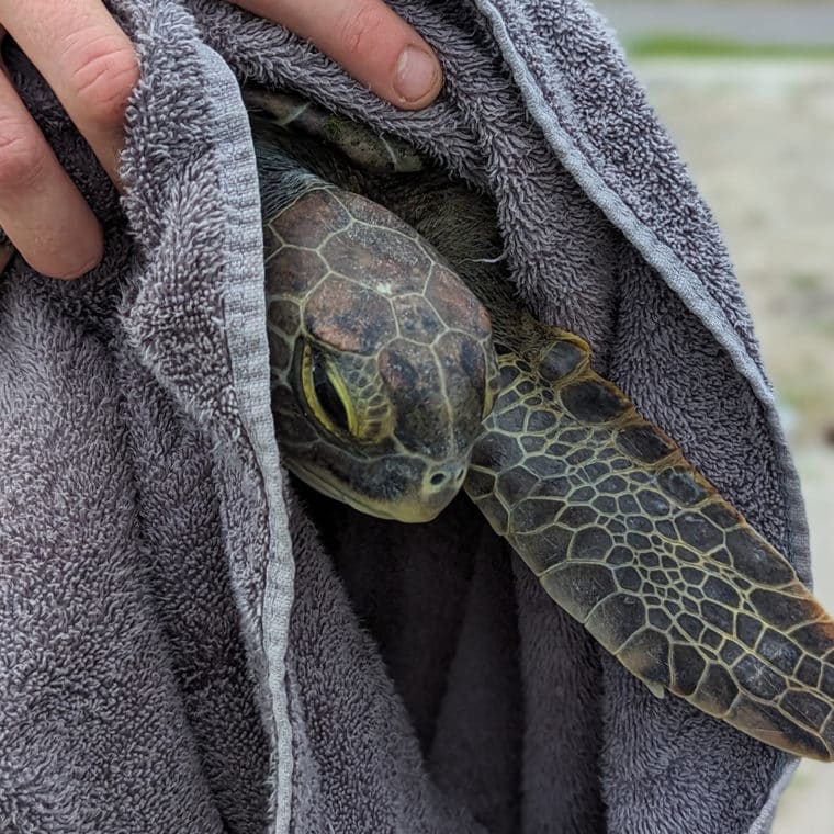 green sea turtle held in a towel