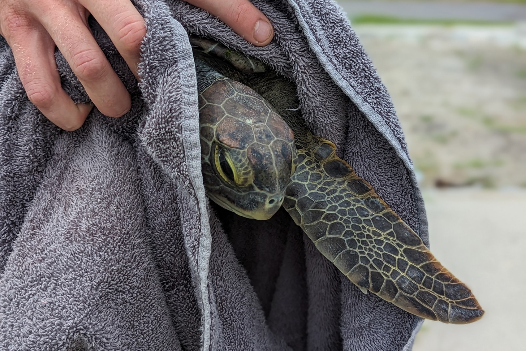 green sea turtle held in a towel