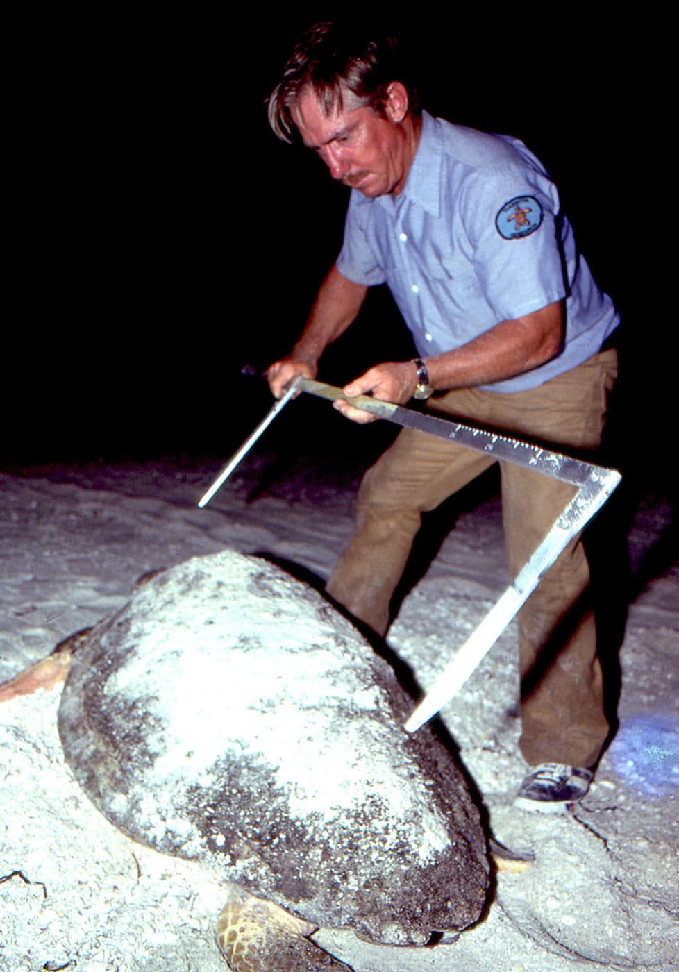man measuring loggerhead sea turtle on sanibel